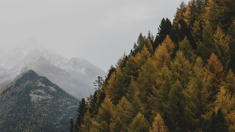 a landscape image of autumnal trees and a mountain in the distance