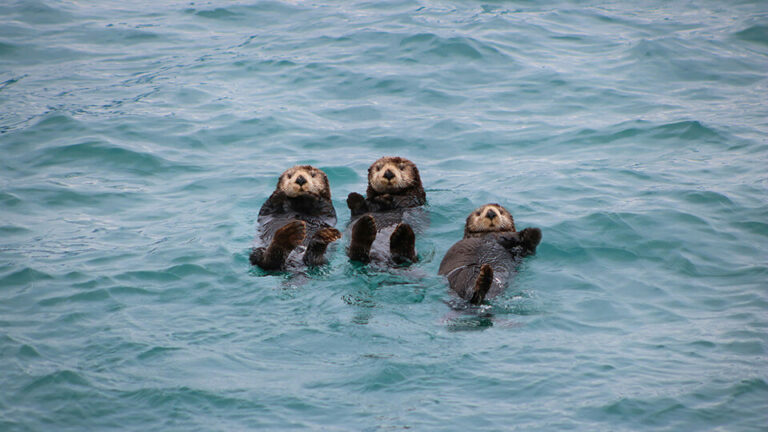three sea otters in the water